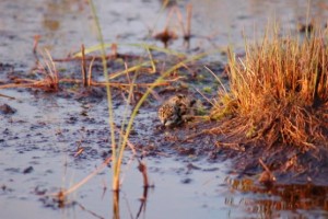 … Jungvogel vom Kiebitz