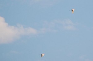 …und sogar exotische Durchzügler: Silberreiher