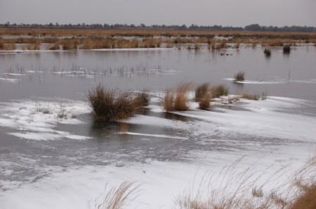winterliche wiedervernässte Torfabbaufläche im Naturschutzgebiet Dustmeer