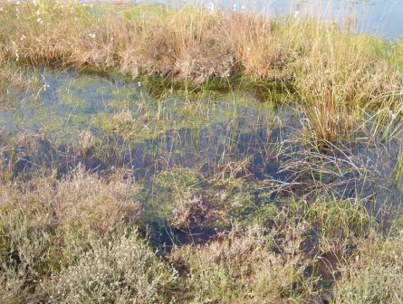 wiedervernÃ¤sste Torfabbaufläche im Naturschutzgebiet Dustmeer