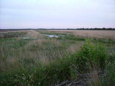 Natur erobert sich das Moor zurück