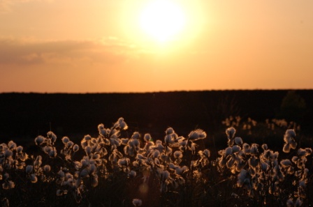 Sonnenuntergänge im Vehnemoor