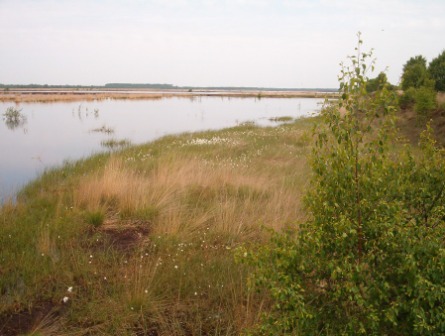 wiedervernässte Torfabbaufläche im Naturschutzgebiet Dustmeer