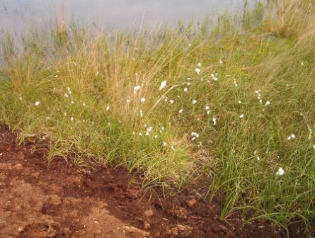 Wollgras im Naturschutzgebiet Dustmeer