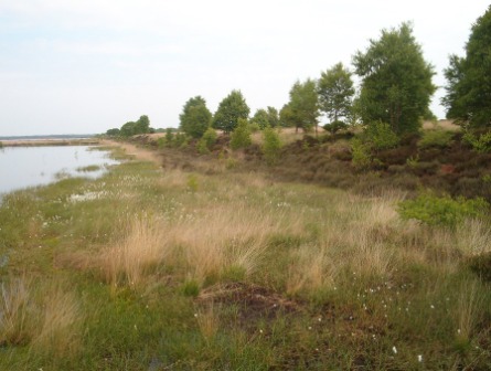 links wiedervernässte Torfabbaufläche rechts das Naturschutzgebiet Dustmeer