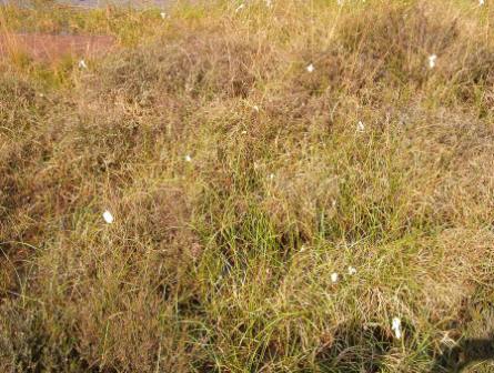 Wollgras und Heide, fortgeschrittene Naturierung