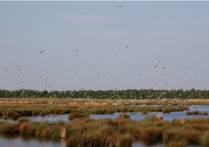 Beeindruckend war die Lachmöwenkolonie mit mindestens 200 Brutpaaren