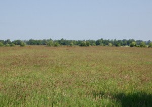 extensiv genutze Wiese am Vehnemoor